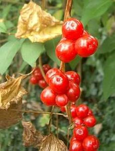 Black bryony berries